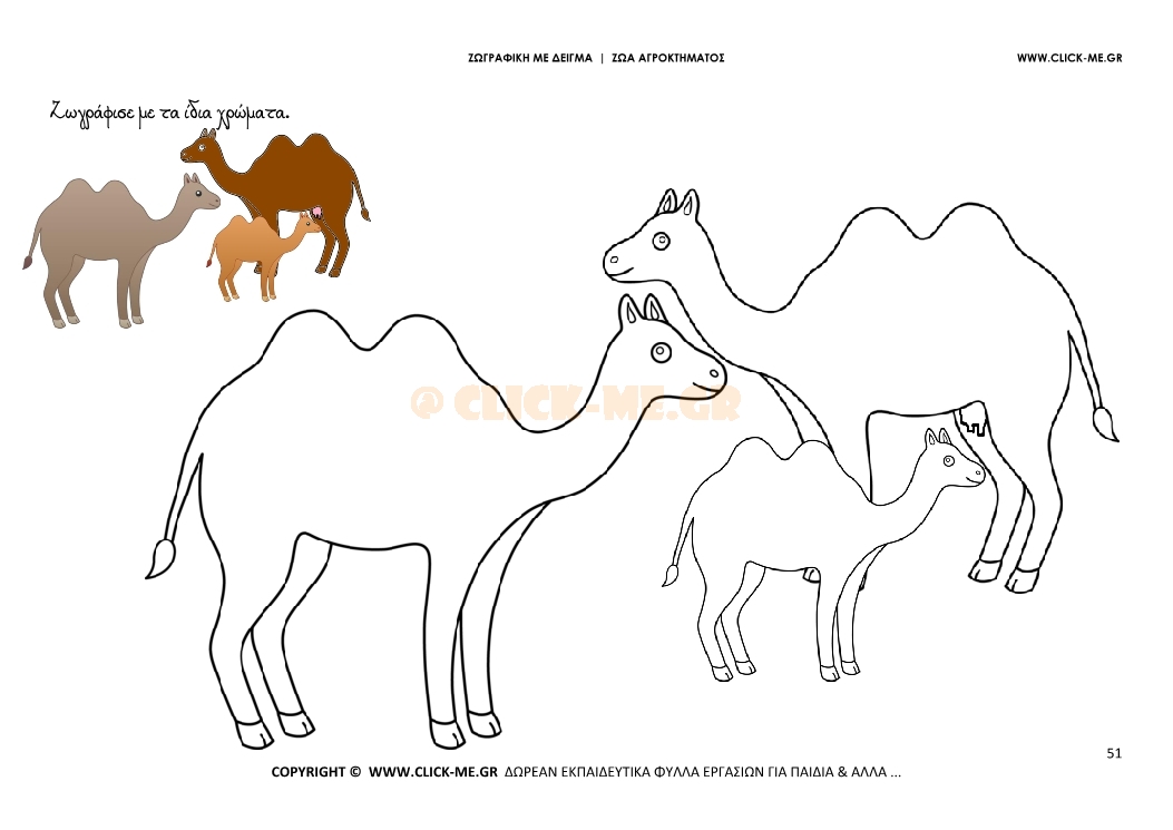 Καμήλες - Ζωγραφική με έγχρωμο δείγμα Καμήλες
