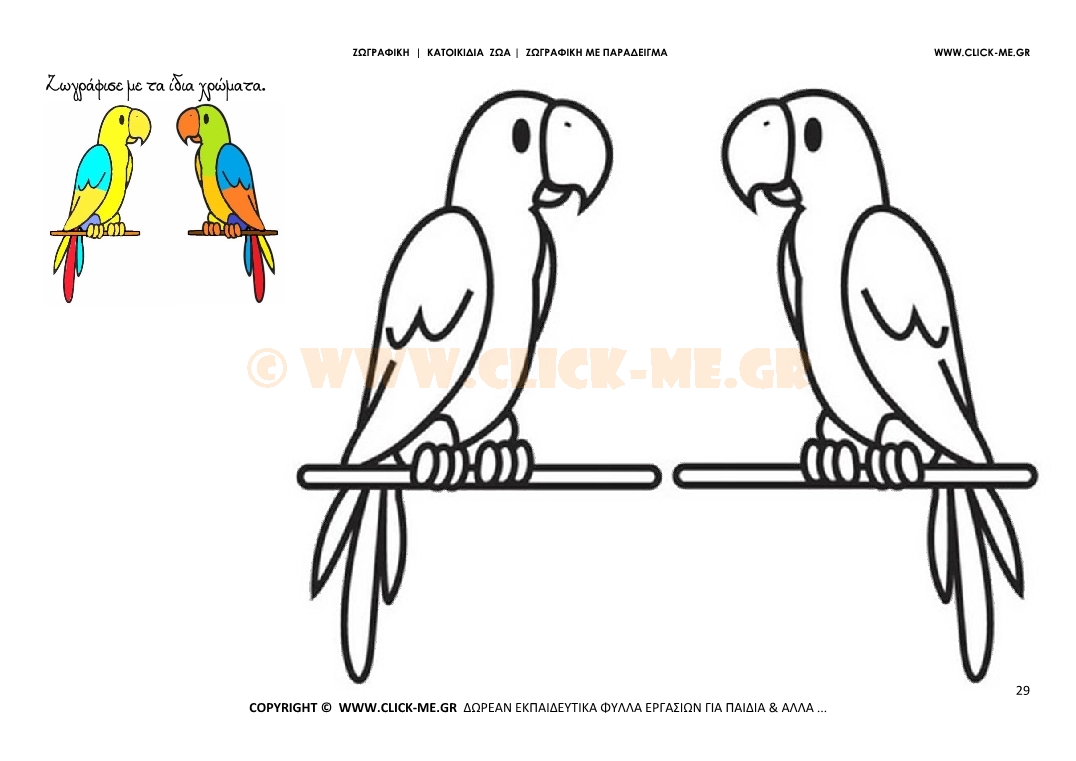 Παπαγάλοι - Ζωγραφική με έγχρωμο δείγμα Παπαγάλοι