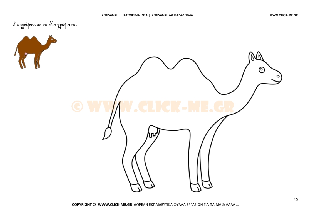 Καμήλα - Ζωγραφική με έγχρωμο δείγμα Θηλυκή Καμήλα